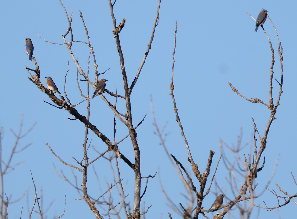 Eastern Bluebird - ML644601615