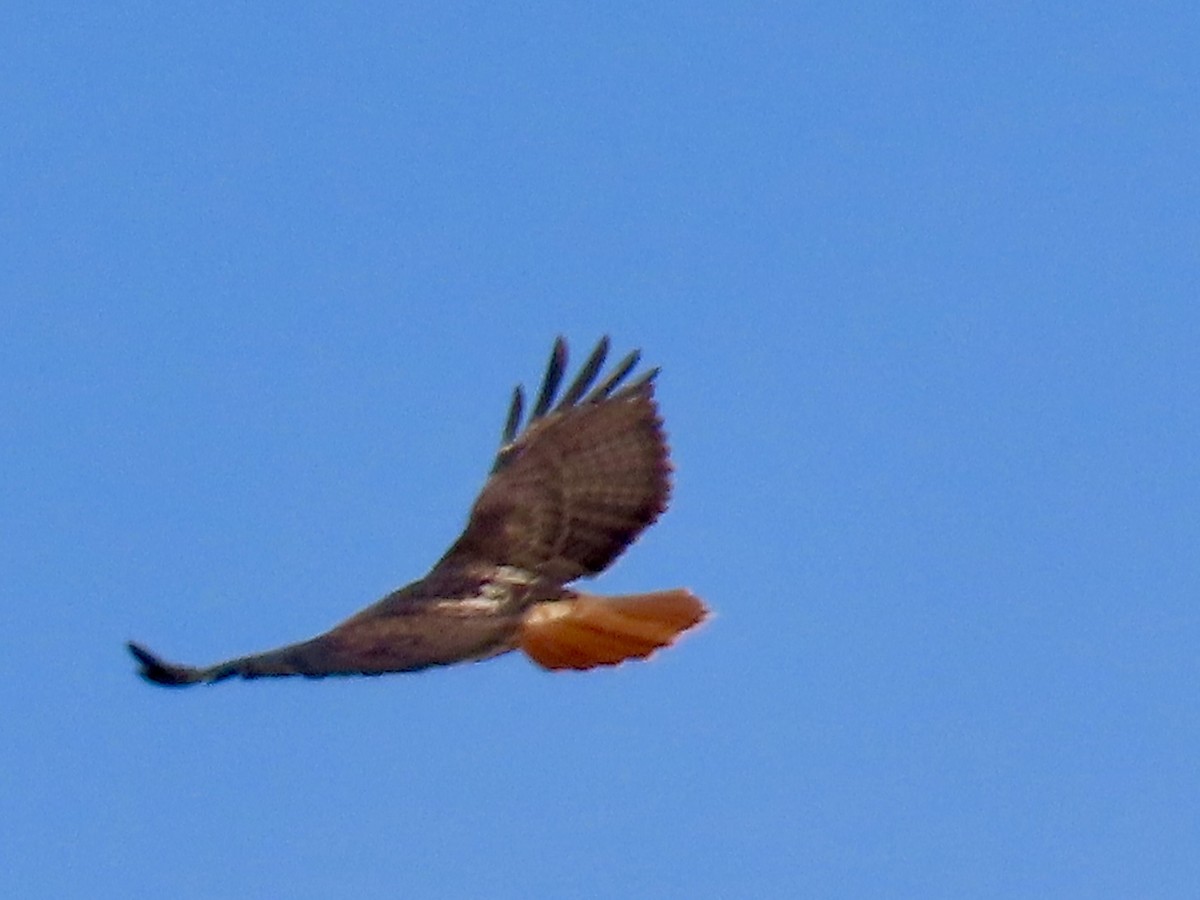 Red-tailed Hawk - ML644601624