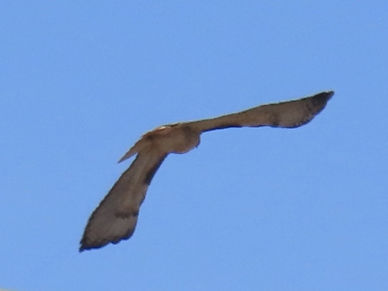 Red-tailed Hawk - ML644601625