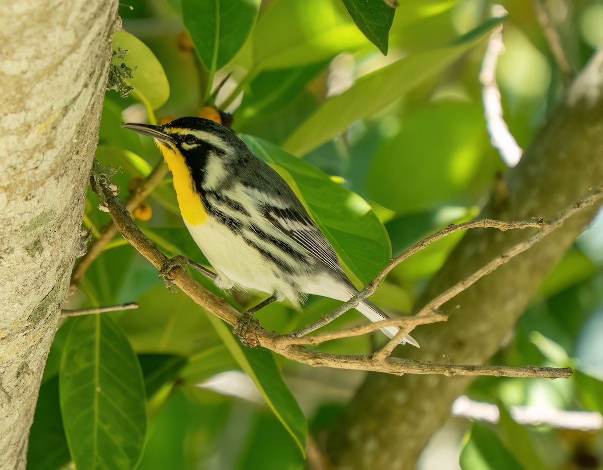 Goldkehl-Waldsänger (dominica/stoddardi) - ML644601634