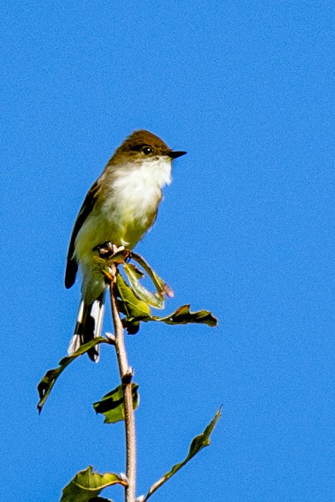 Eastern Phoebe - ML644601635