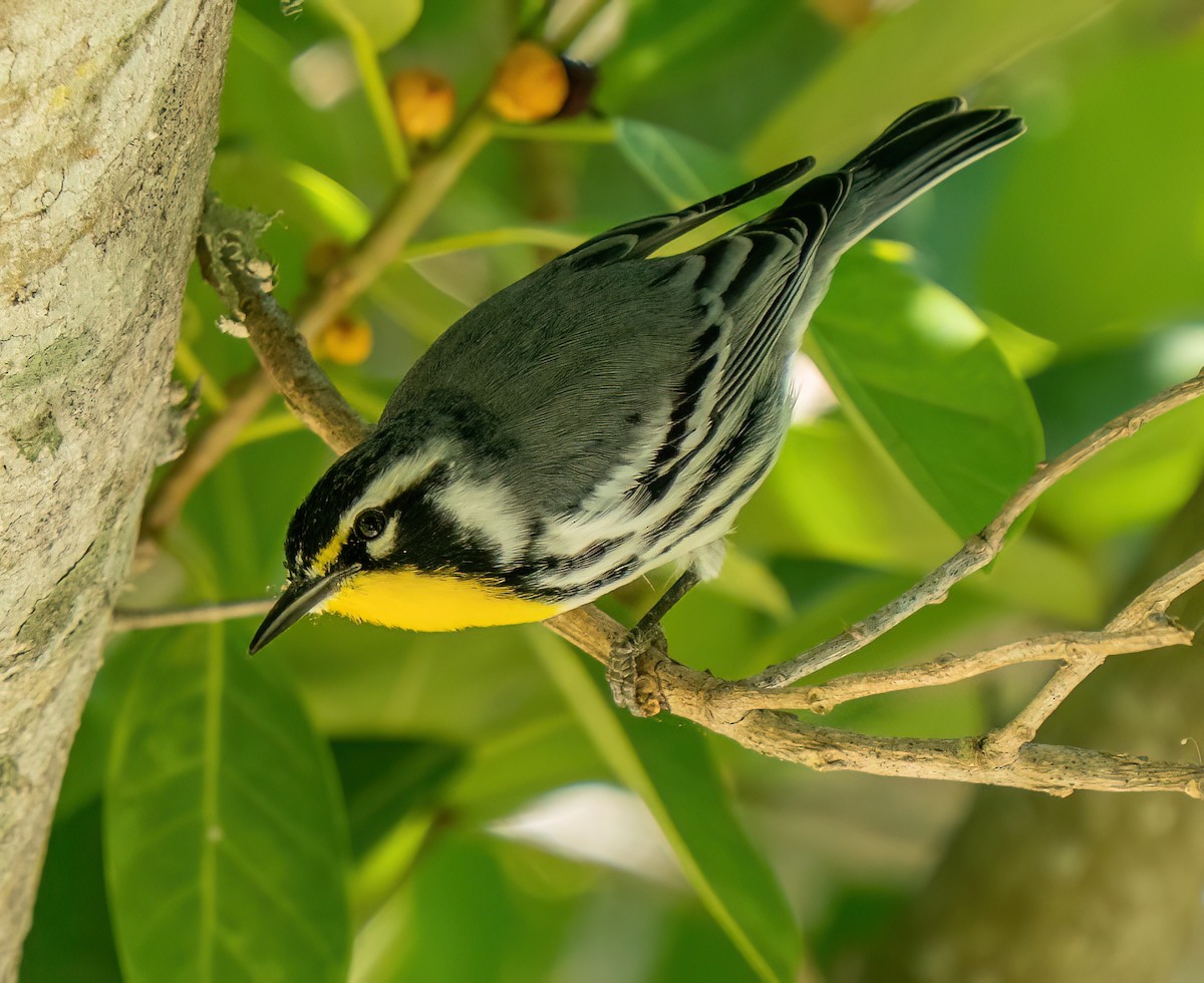 Goldkehl-Waldsänger (dominica/stoddardi) - ML644601636