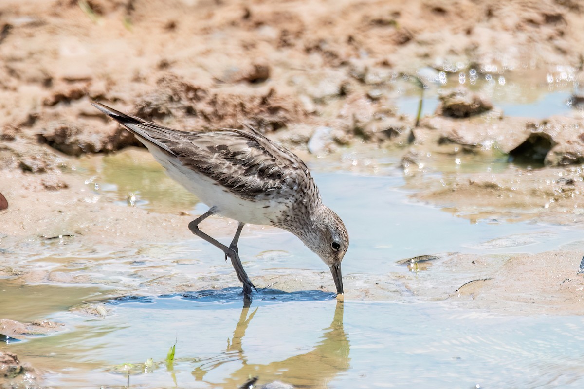 コシジロウズラシギ - ML644601644
