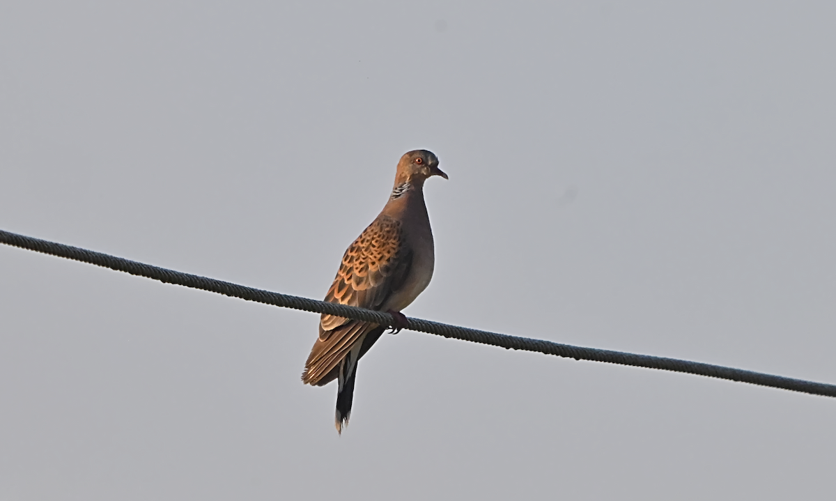 Oriental Turtle-Dove - ML644601645
