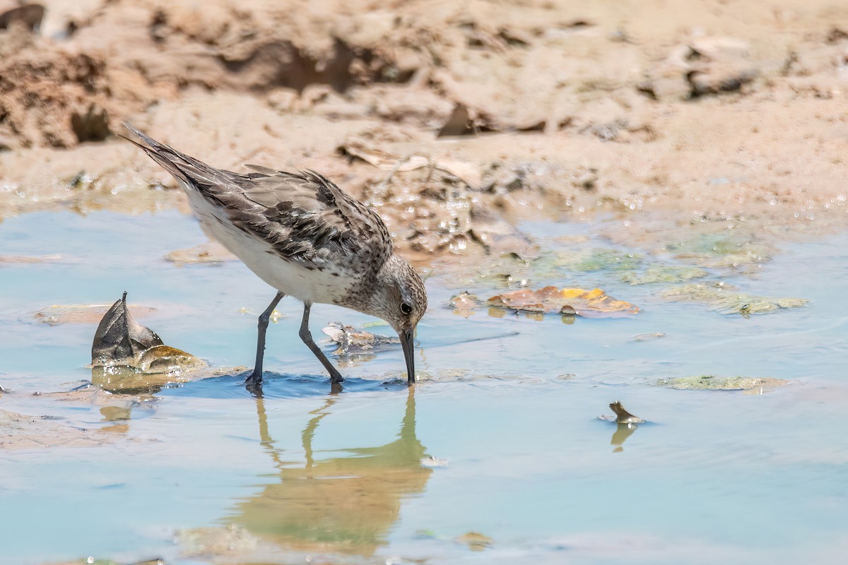 コシジロウズラシギ - ML644601646