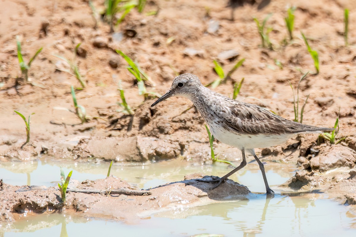 コシジロウズラシギ - ML644601647