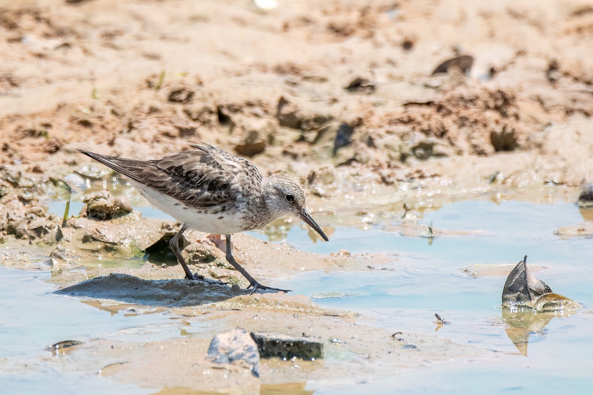 コシジロウズラシギ - ML644601648