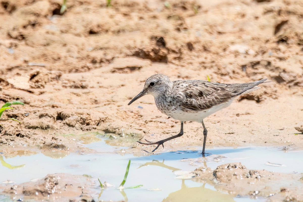 コシジロウズラシギ - ML644601649