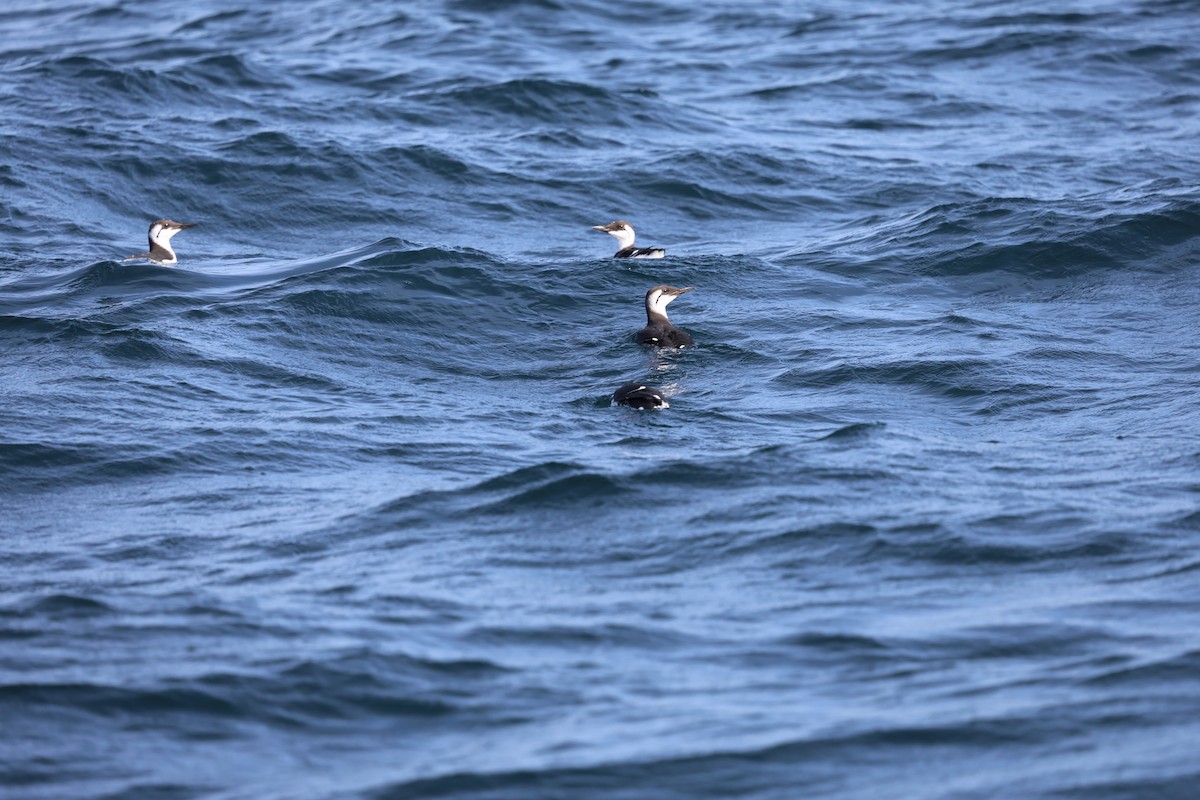 Common Murre - ML644601654