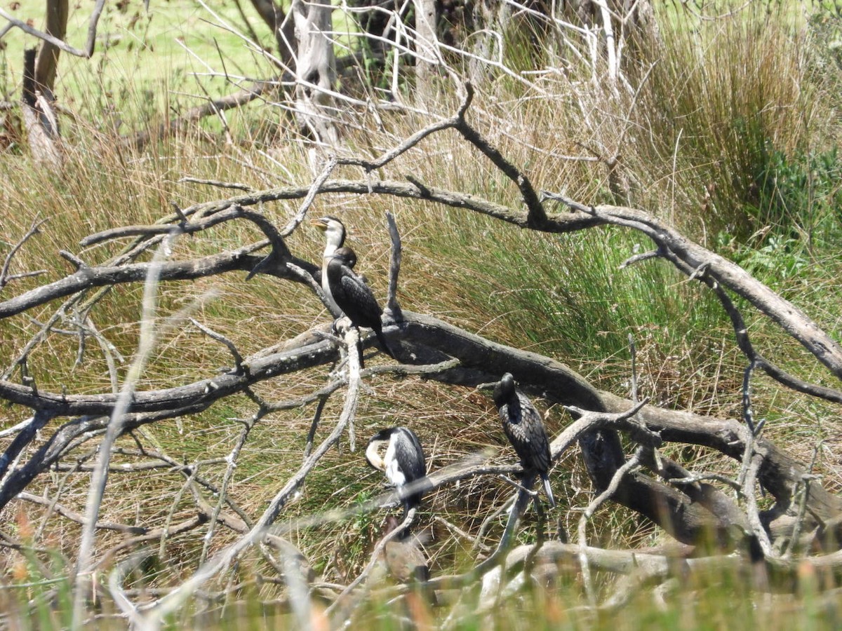 kormorán černobílý - ML644601659