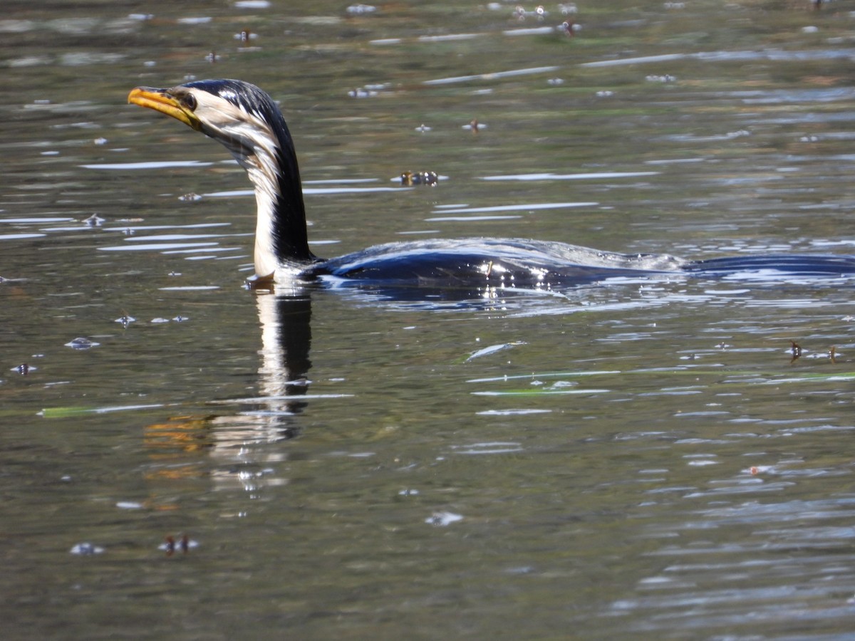 kormorán černobílý - ML644601660