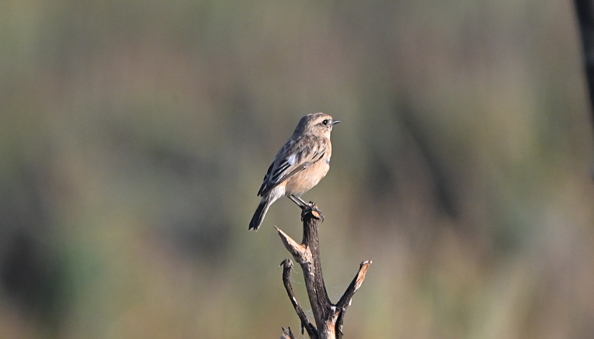 Siberian Stonechat - ML644601662