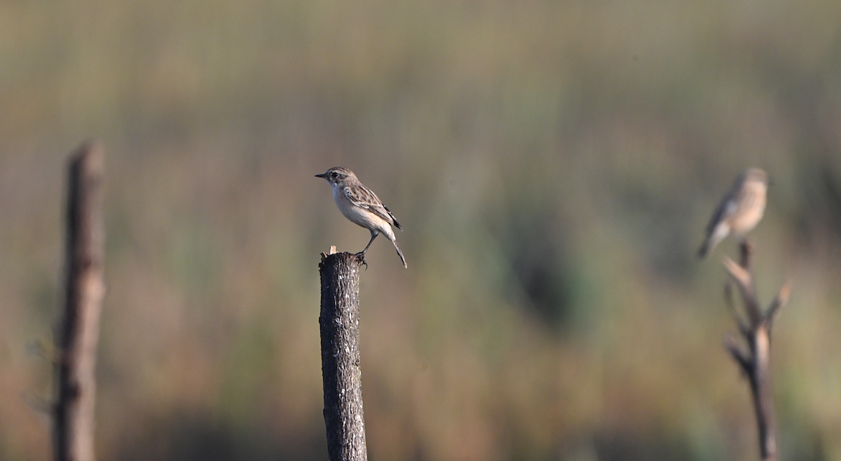 Siberian Stonechat - ML644601663