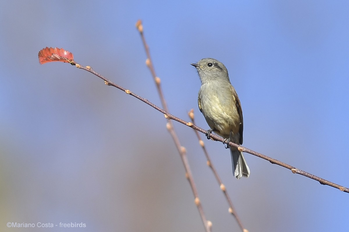 Patagonian Tyrant - ML644601665