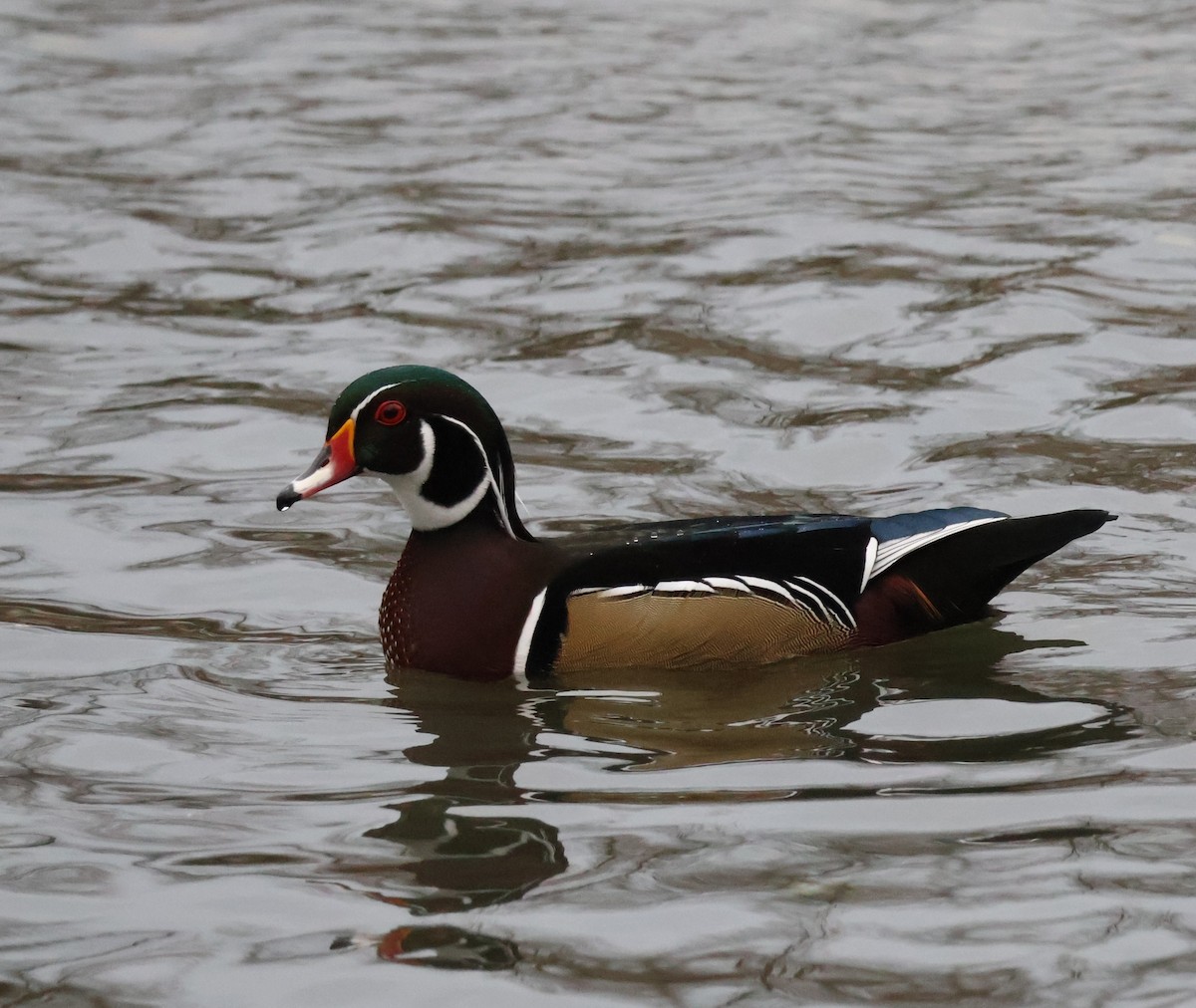 Wood Duck - ML644601672