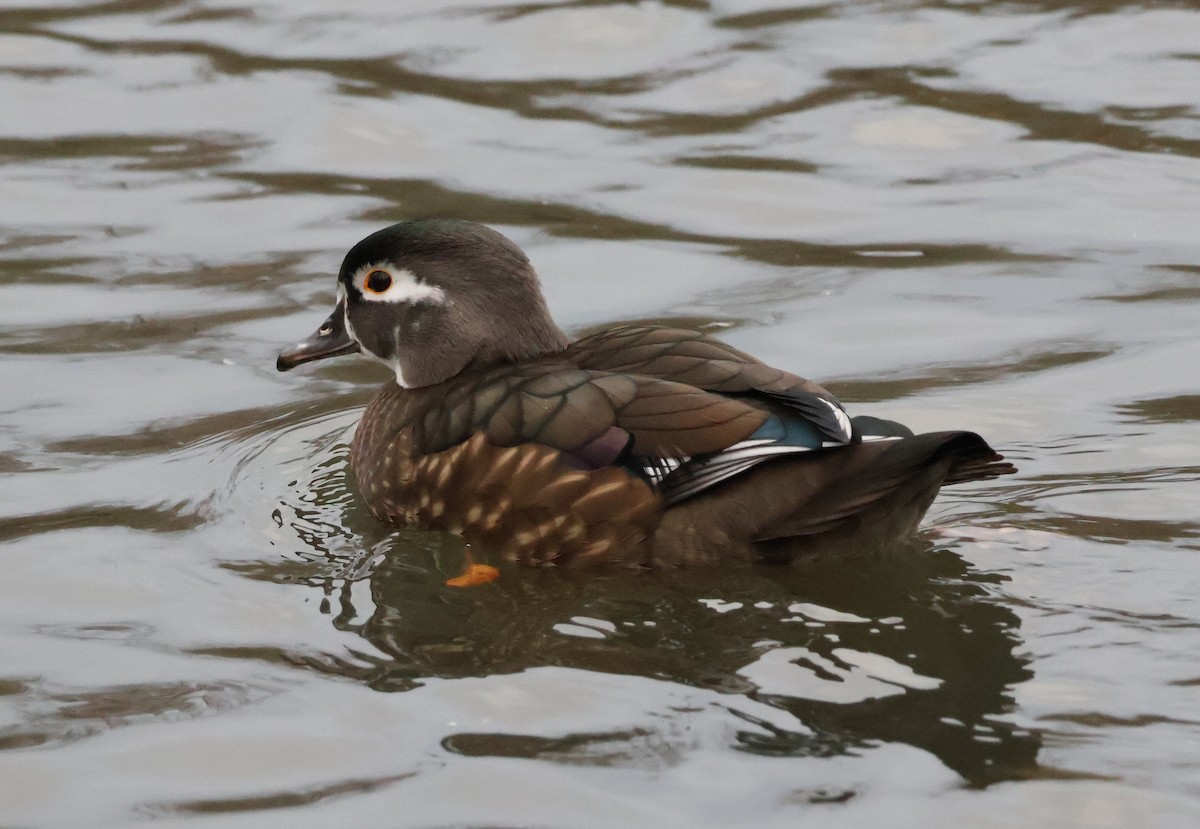 Wood Duck - ML644601673
