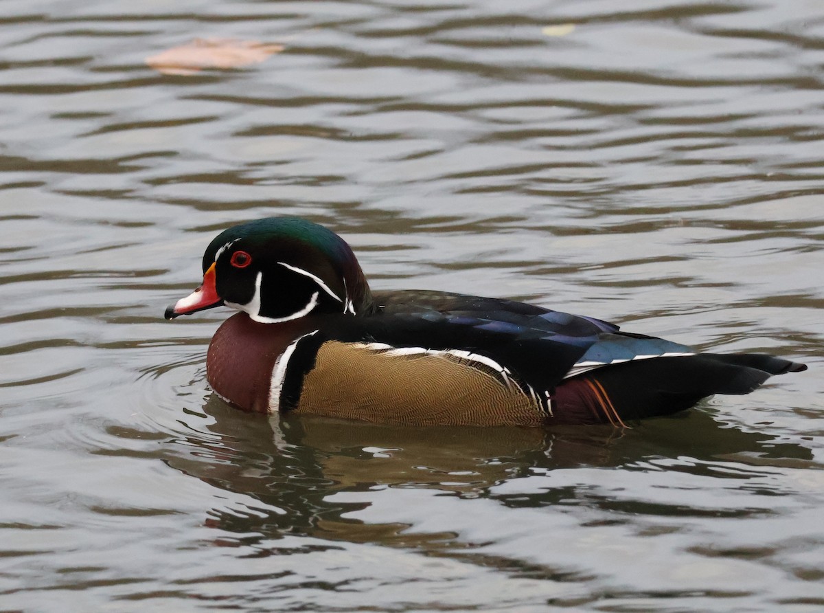 Wood Duck - ML644601674