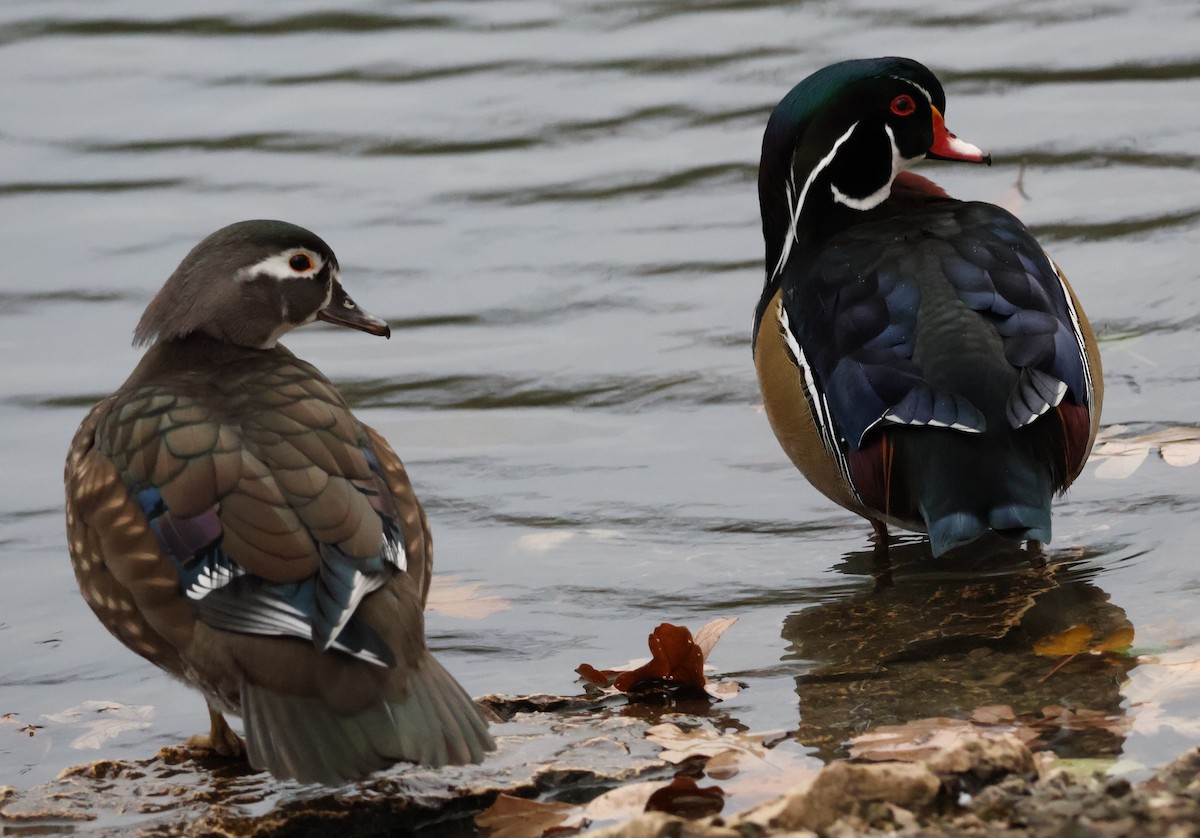 Wood Duck - ML644601675
