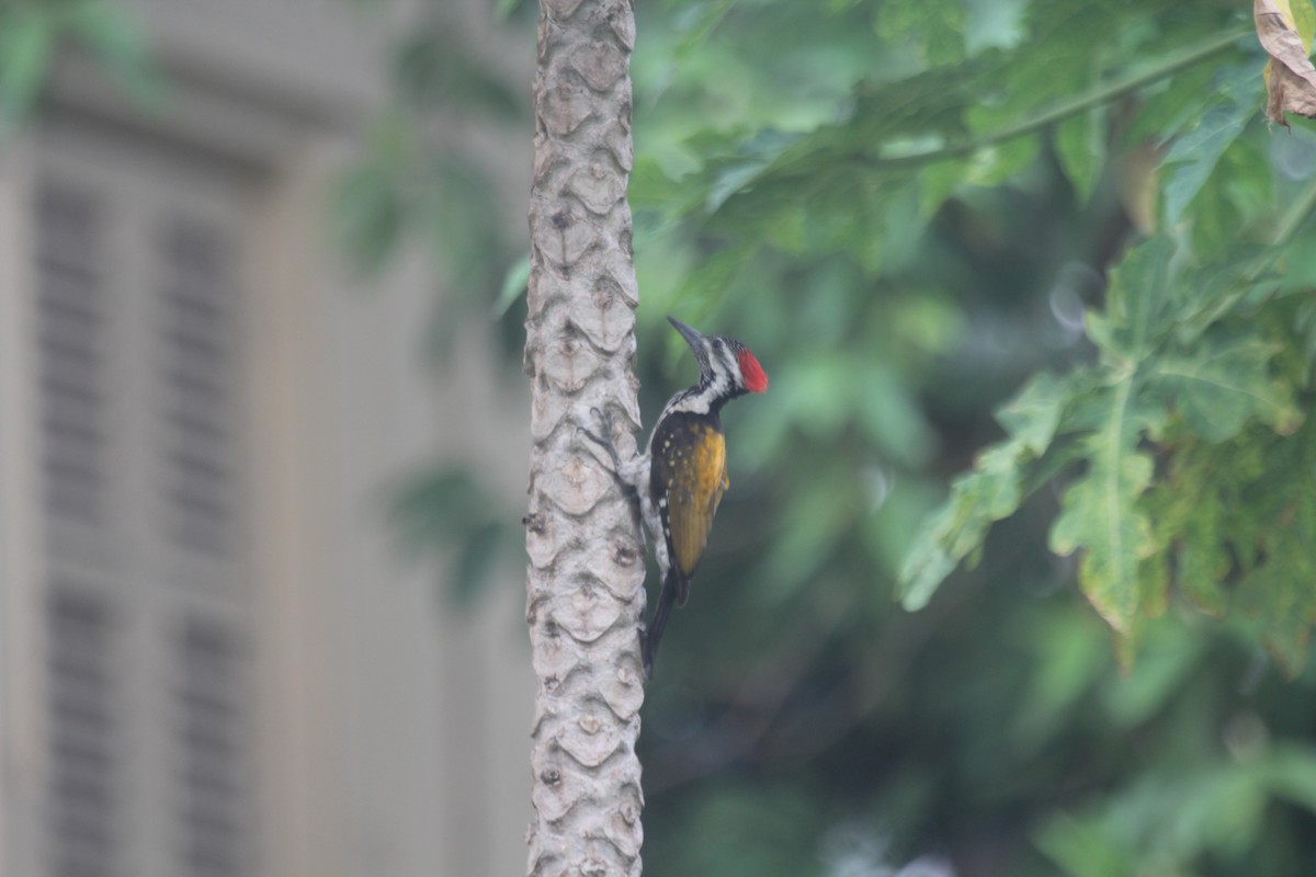 Kara Belli Alev Tepeli Ağaçkakan - ML644601679