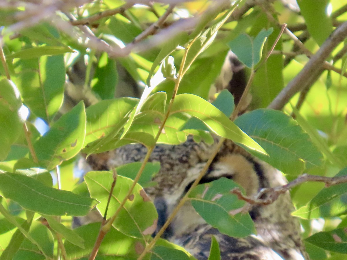 Great Horned Owl - ML644601682