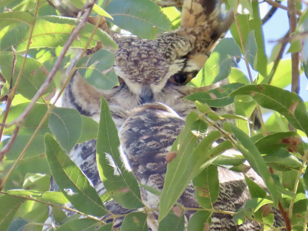 Great Horned Owl - ML644601684