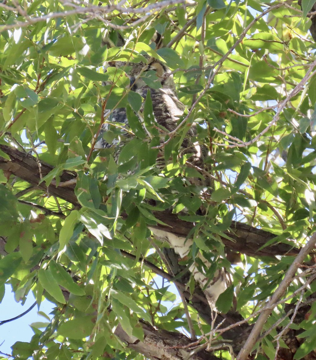 Great Horned Owl - ML644601685