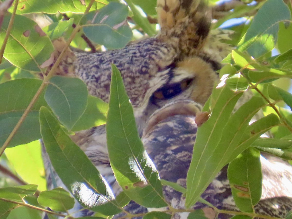 Great Horned Owl - ML644601686
