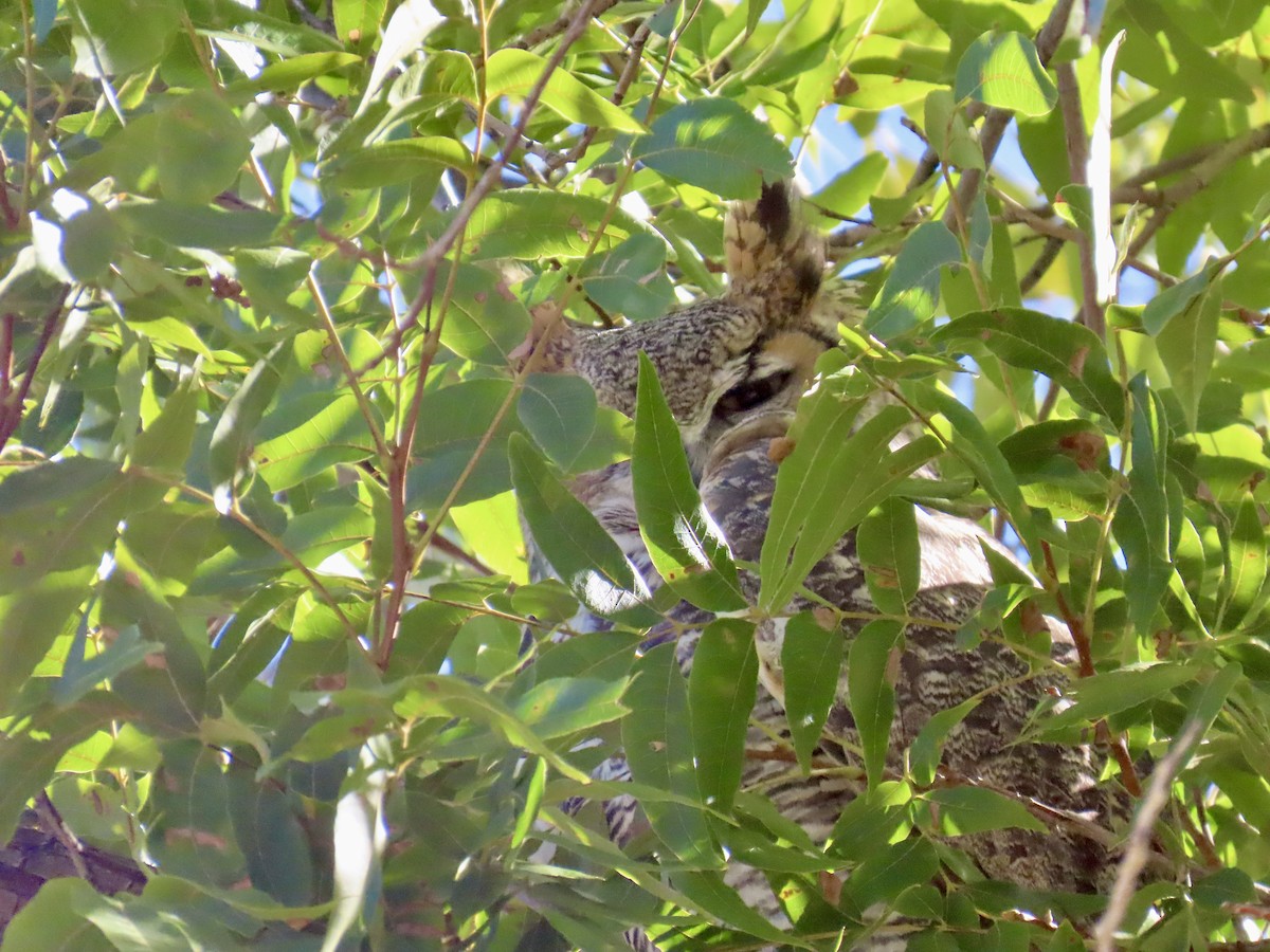 Great Horned Owl - ML644601687