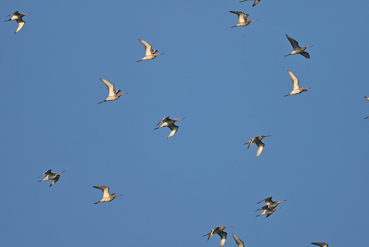 Çamurçulluğu - ML644601692