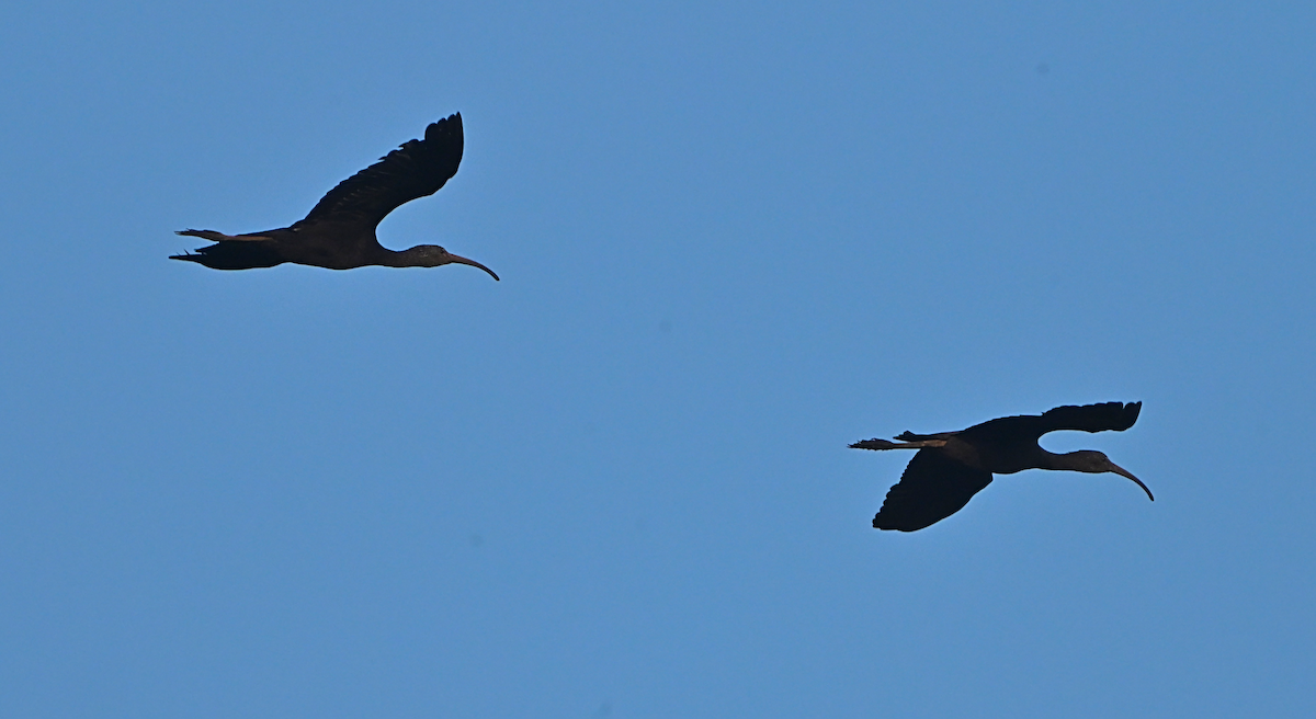 Çeltikçi - ML644601694