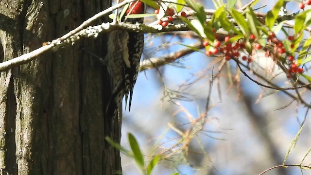 Chupasavia Norteño - ML644601699