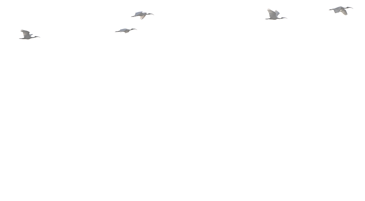 Oriyental Kutsal Aynağı - ML644601700