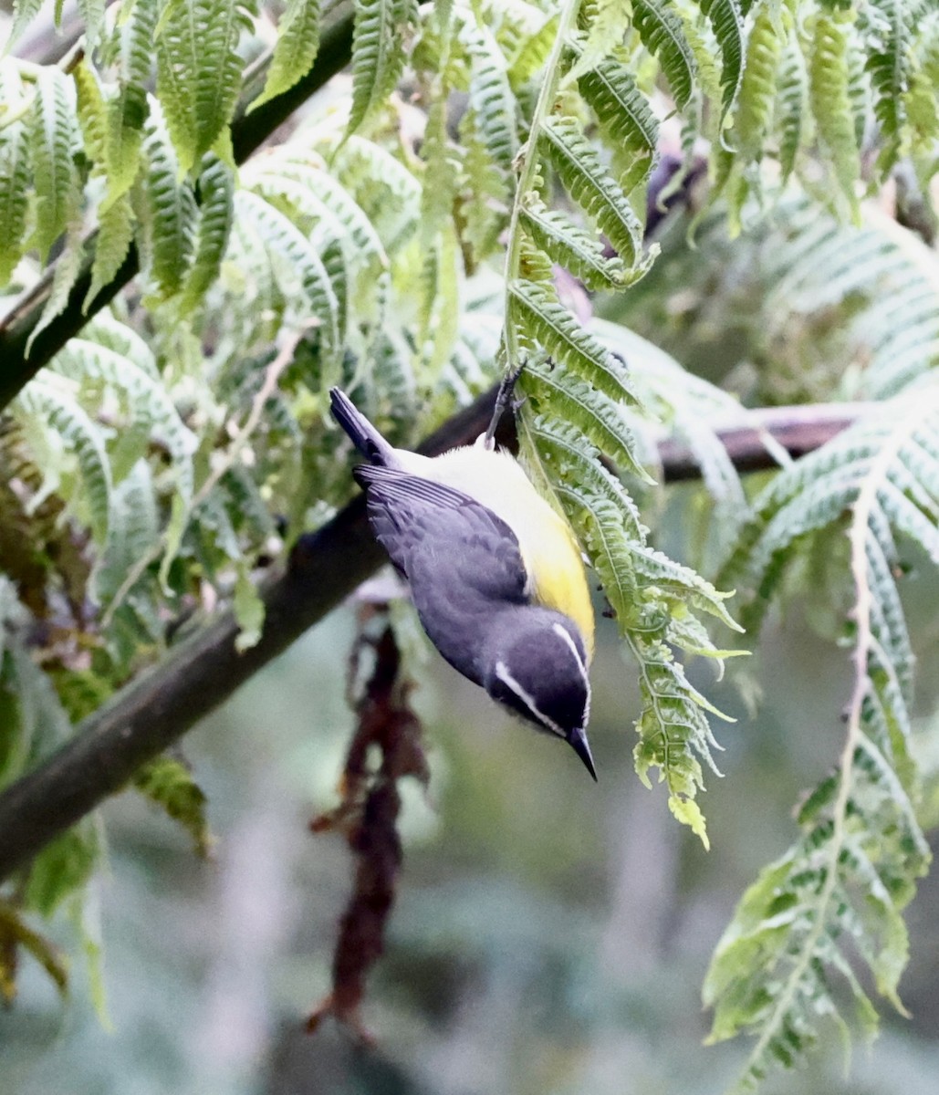 Sucrier à ventre jaune - ML644601710