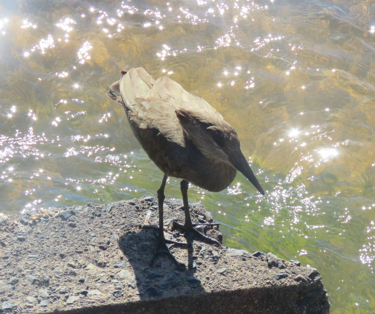 Hamerkop - ML644601714