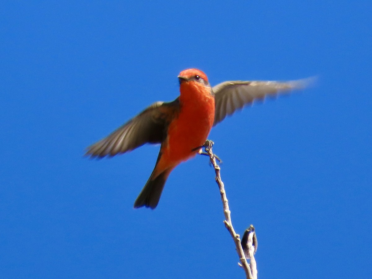 Vermilion Flycatcher - ML644601716