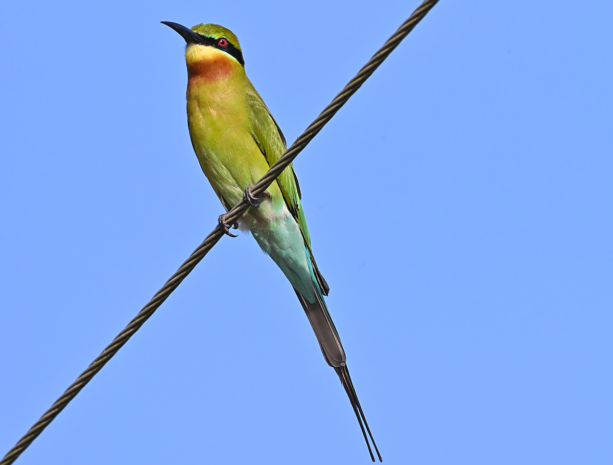 Mavi Kuyruklu Arıkuşu - ML644601746