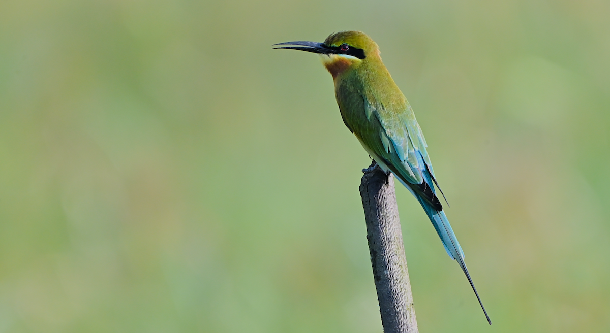 Mavi Kuyruklu Arıkuşu - ML644601747