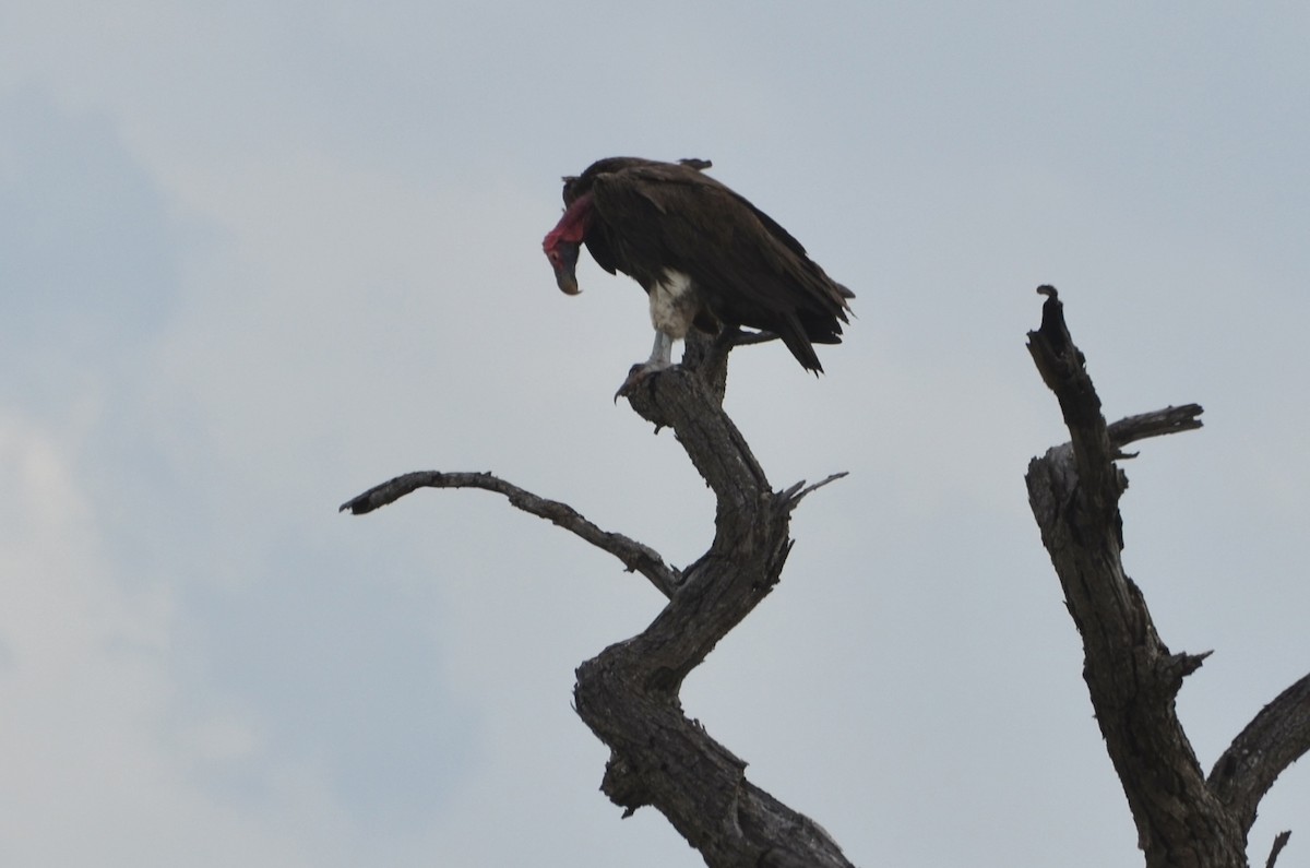Lappet-faced Vulture - ML644601750