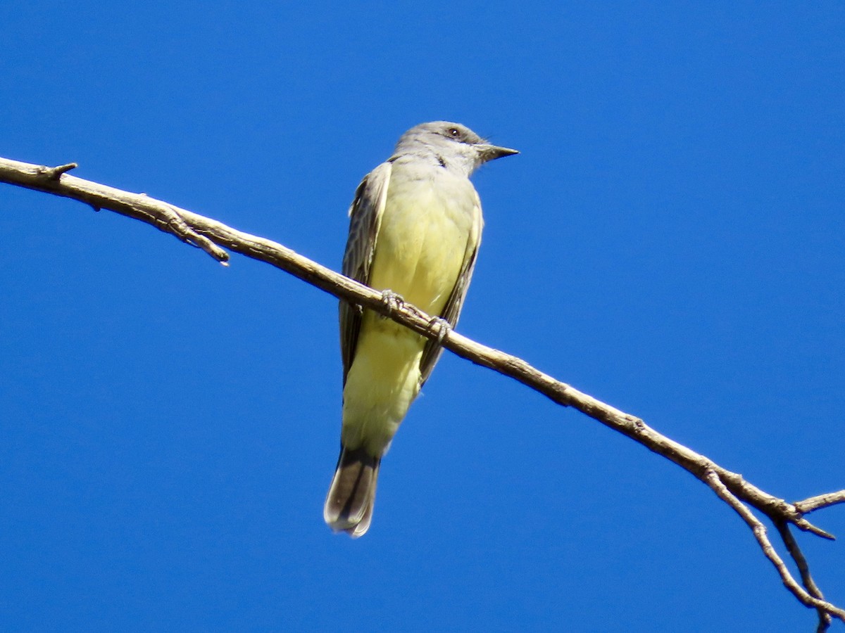 Cassin's Kingbird - ML644601752