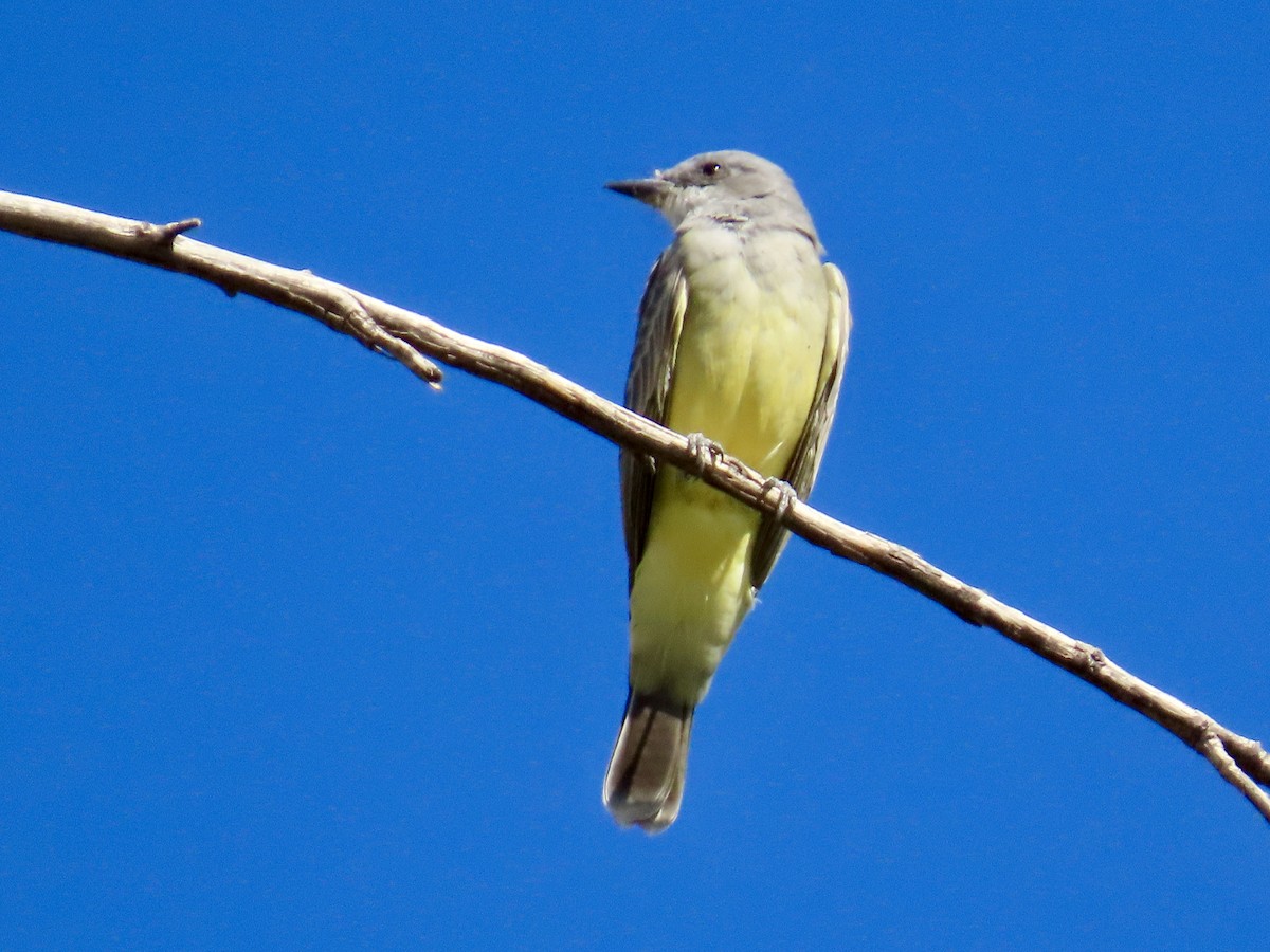 Cassin's Kingbird - ML644601753