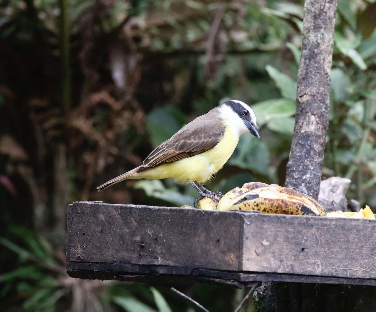 storkiskadi - ML644601756