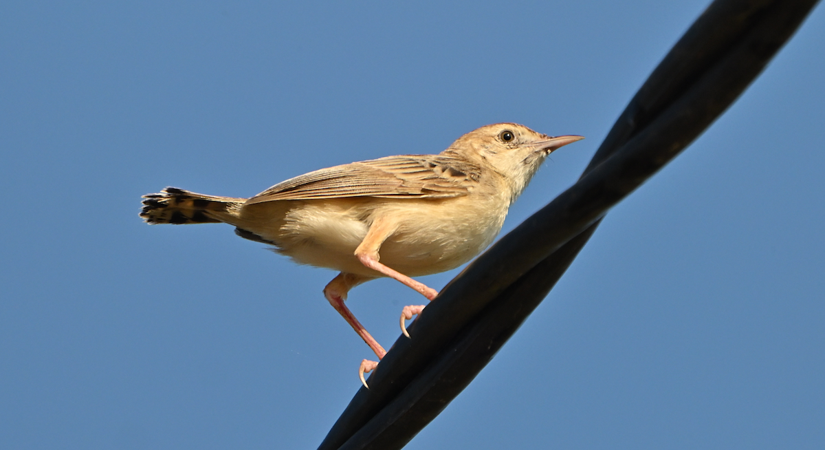 Yelpazekuyruk - ML644601760