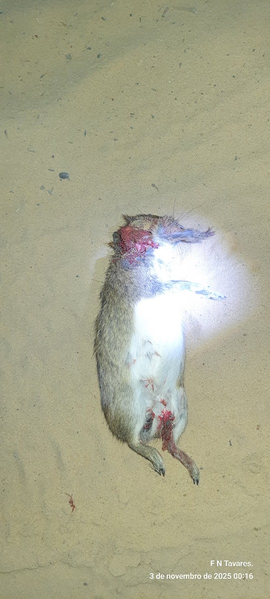 Brazilian Guinea Pig - ML644601772