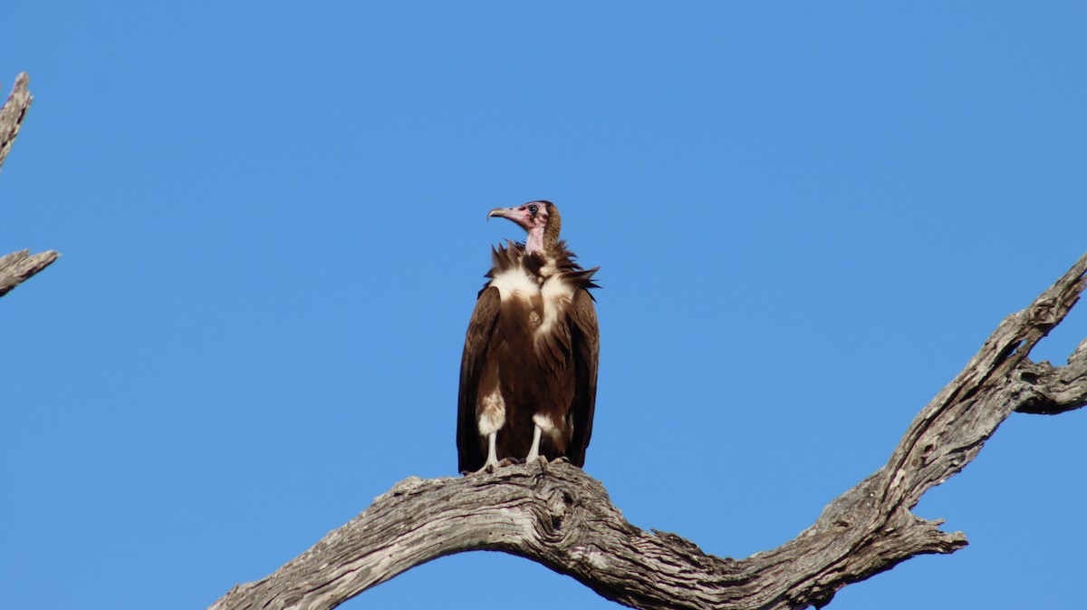 Hooded Vulture - ML644601773