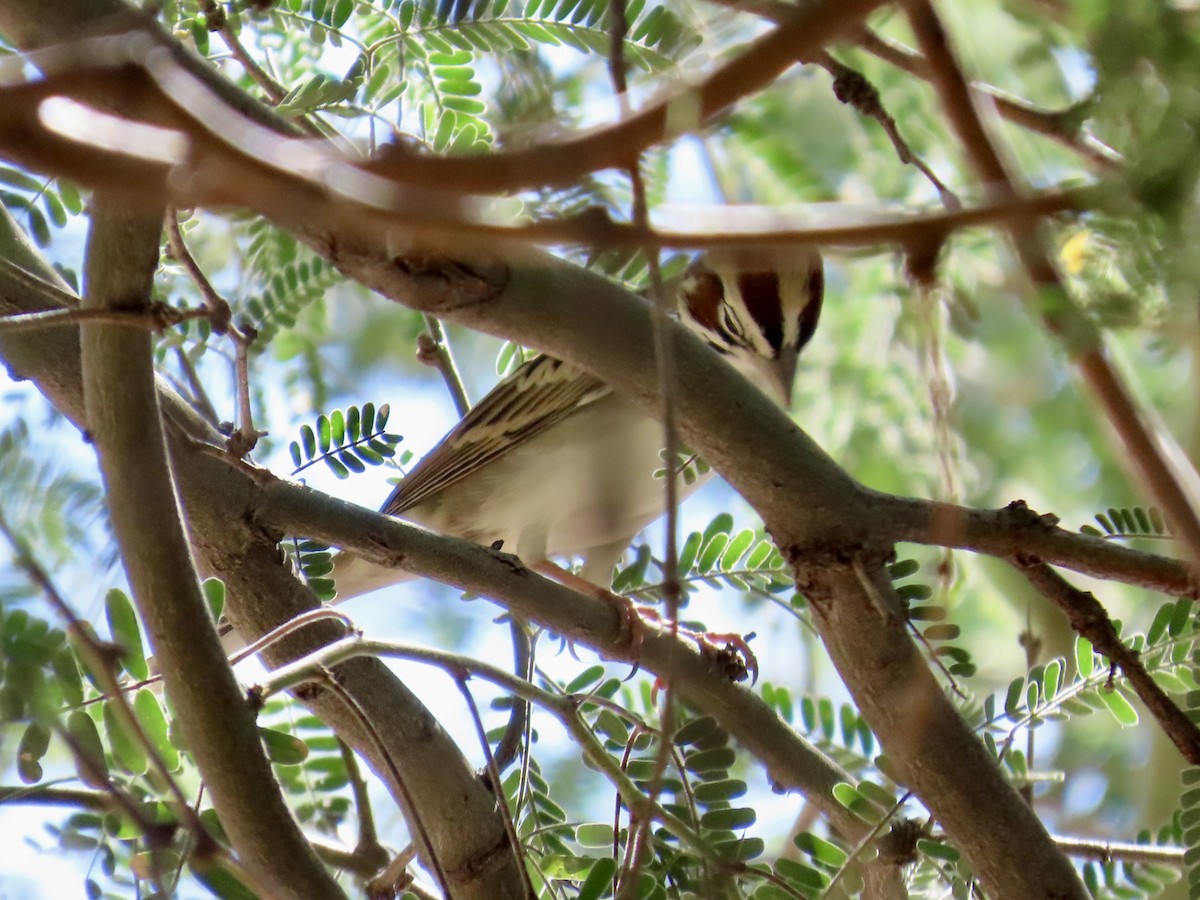 Lark Sparrow - ML644601775