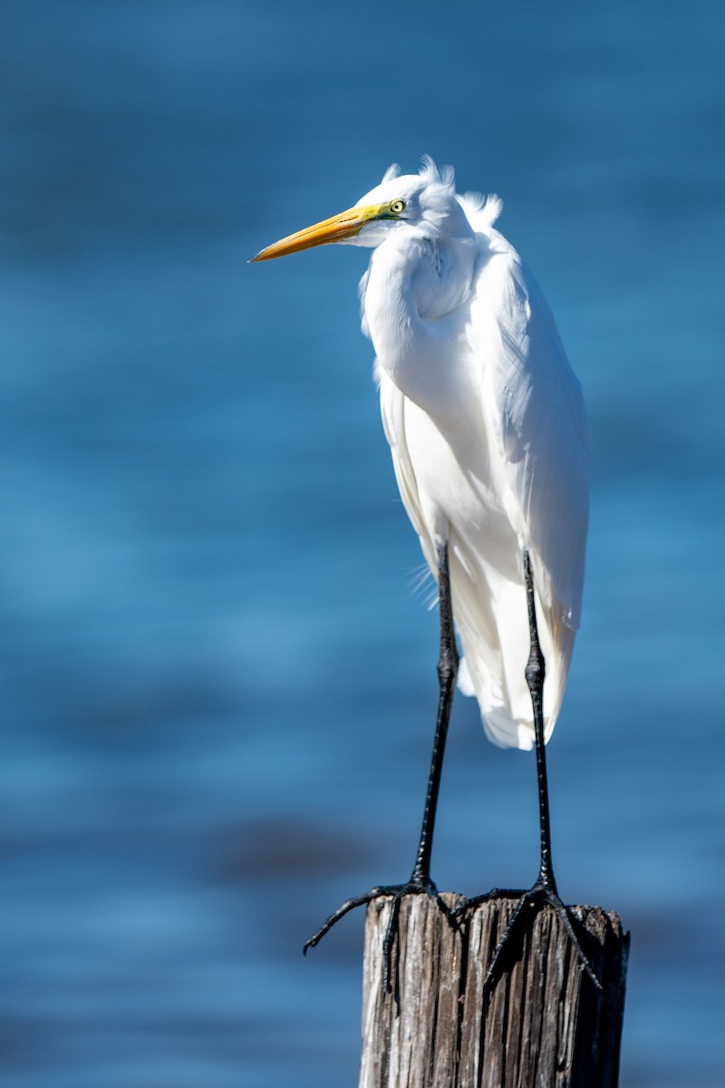 Great Egret - ML644601776