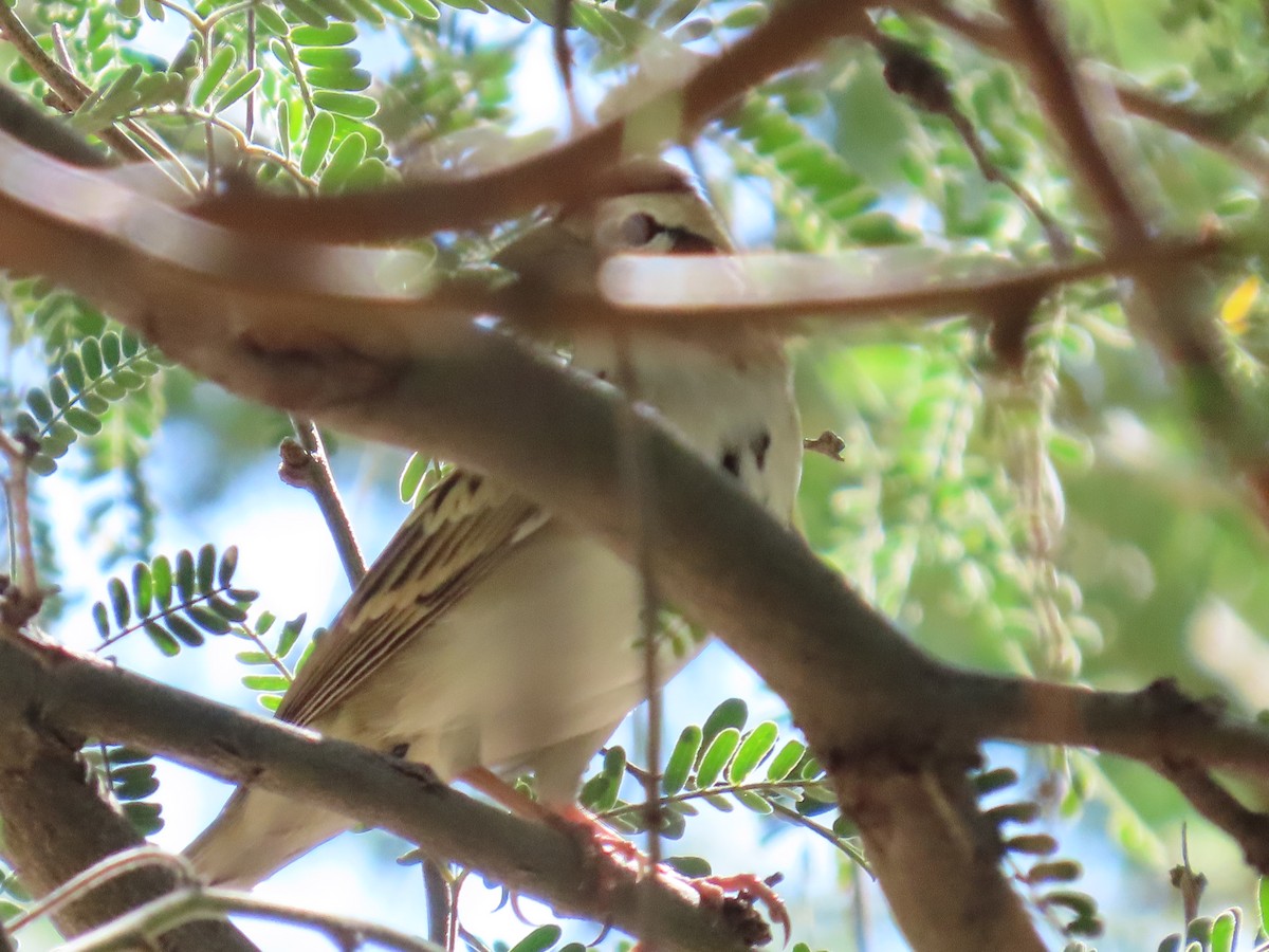 Lark Sparrow - ML644601777