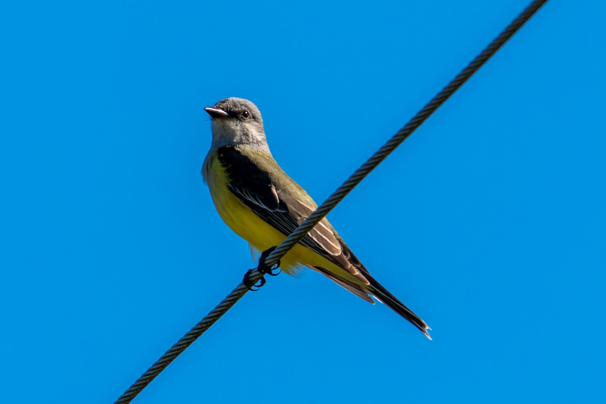 Western Kingbird - ML644601789