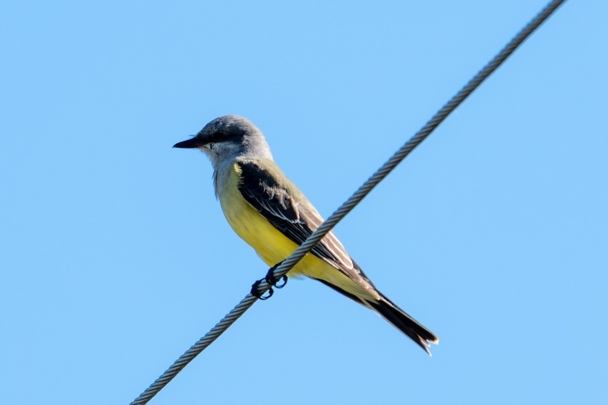 Western Kingbird - ML644601791