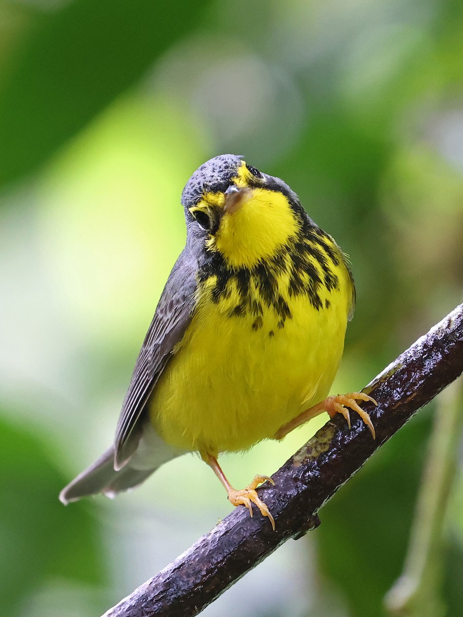 Reinita Canadiense - ML644601792